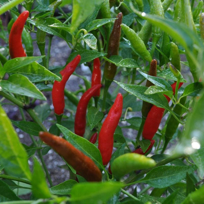 HOT Thai Chili