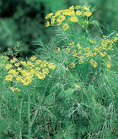 Dill Fernleaf