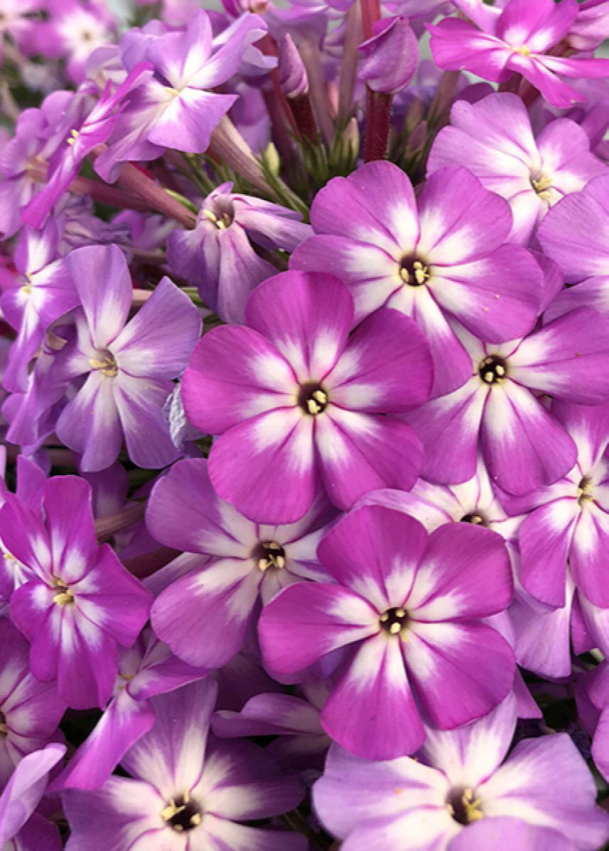 Phlox ~ Tall Garden Violet Charm