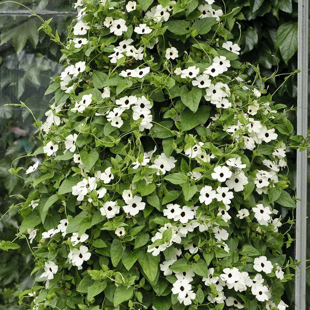 Thunbergia Sunny Susie White with Black Eye