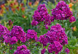 Phlox ~ Tall Garden ~ Nicky