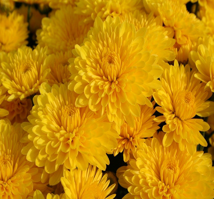 Cheryl Sparkling Yellow Deco Syngenta