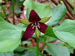 Trillium Erectum Endangered Native