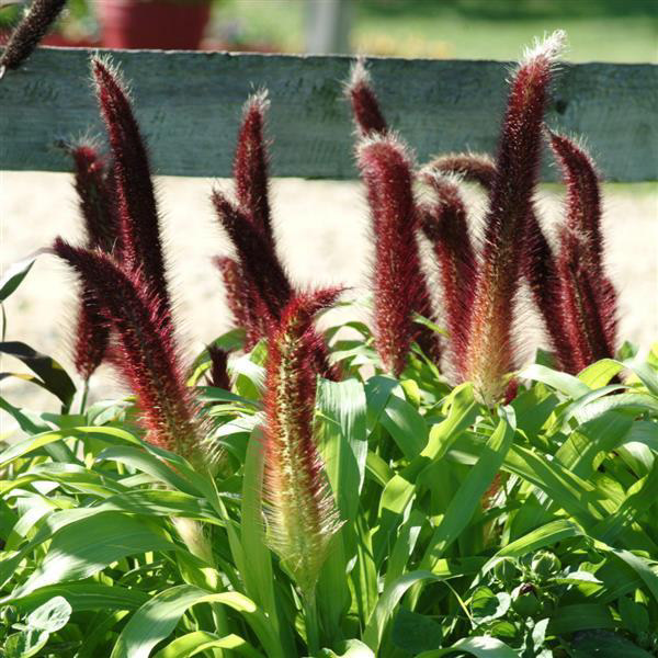 Ornamental Millet Jade