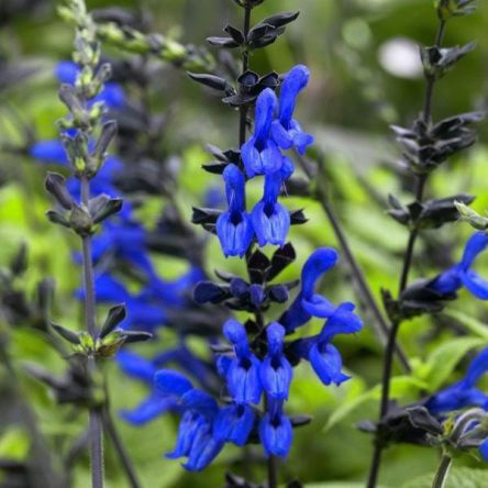 Salvia Black & Blue Imp