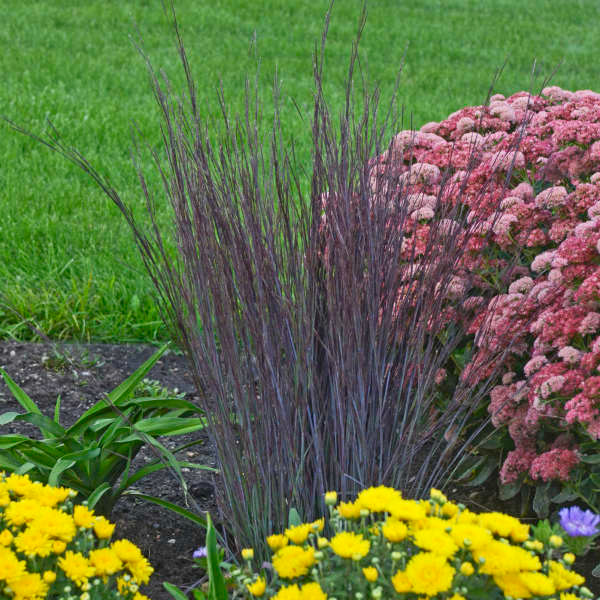 Grass - (Schizachyrium Scioarpium) Smoke Signal