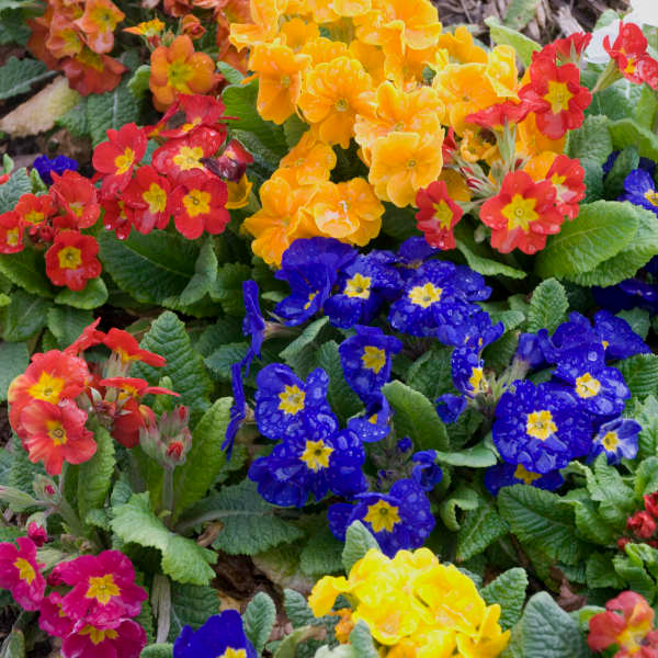 Primrose (Primula)