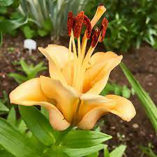 Asiatic Lily Apricot Fudge