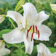 Oriental Lily Casa Blanca