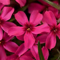 Phlox ~ Creeping ~ Scarlet Flame