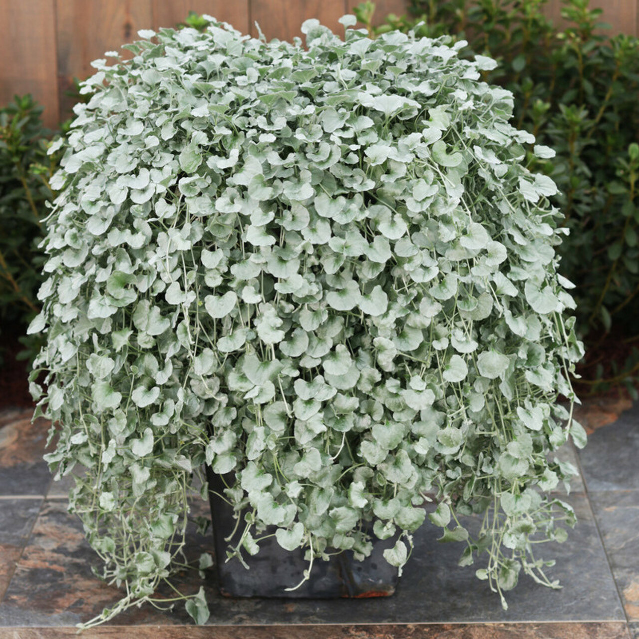 Dicondria Silver Nickel