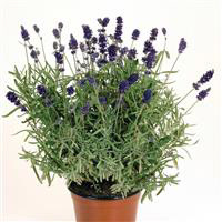 Lavender Vincenza Blue ApeX