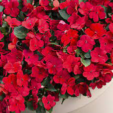 Imara Red