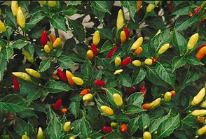 HOT Tabasco