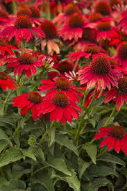 Echinacea Salsa Red 