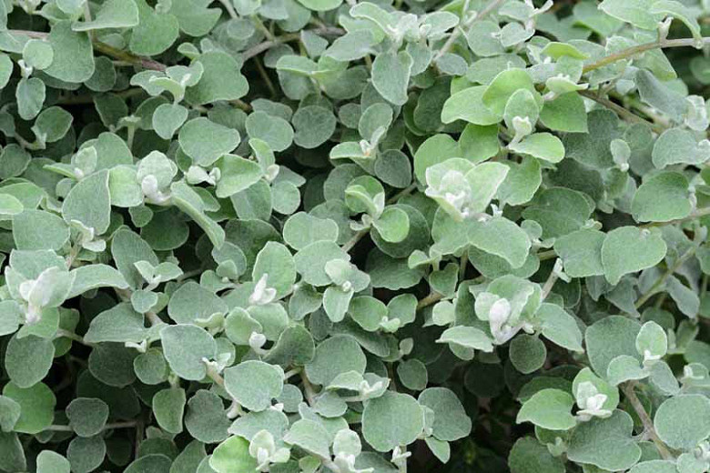 Licorice Plant (Trailing)