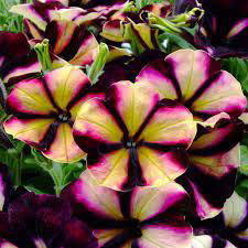 Pulse CrazyTunia