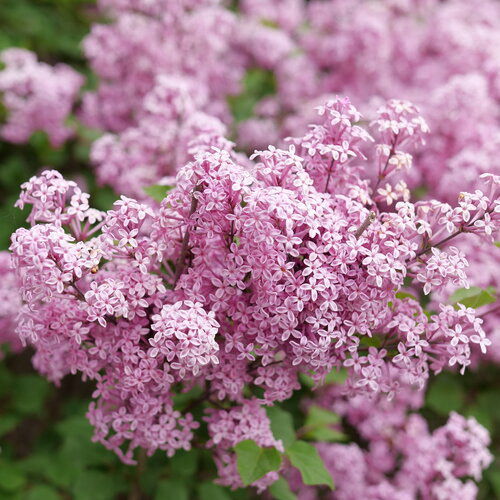 Lilac Bloomerang PurPink PW