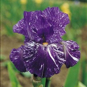 Iris Germanica Tall Bearded Purple/White