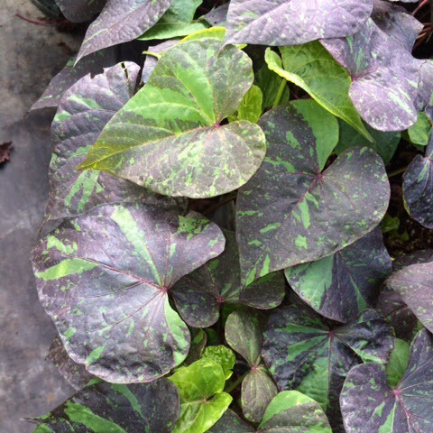 Impomoea Kelly Ray (Sweet Potato Vine)