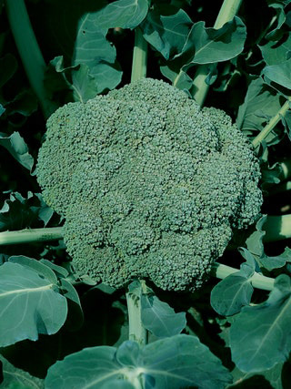 Broccoli Destiny