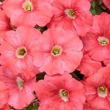 PW Supertunia Bermuda Beach