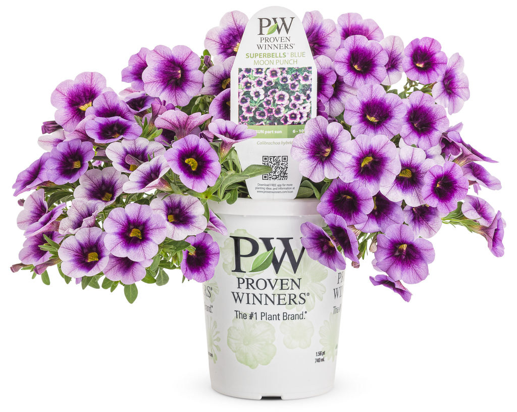 ALL are sold in the Proven Winners Standard 4.5" Pot