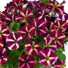 Plumbelievable CrazyTunia