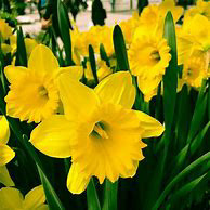 Daffodil Dutch Master