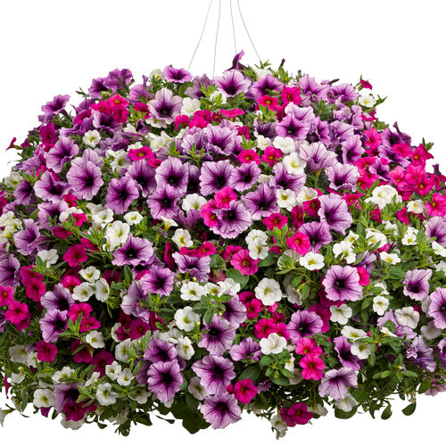 Calico Delight PW