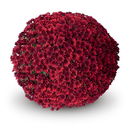 Como Red Deco Gediflora