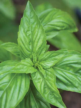 Basil Sweet