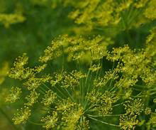 Dill Elephant