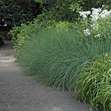 Grass Blue Arrow