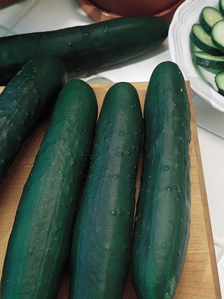 Marketmore Cucumber
