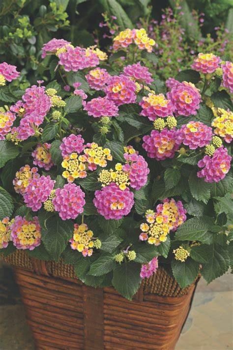 Lantana Bandolero Pink