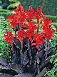 Canna Black Knight (Can be Overwintered)