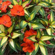Sunpatien Tropical Orange