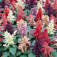 Salvia Vista
