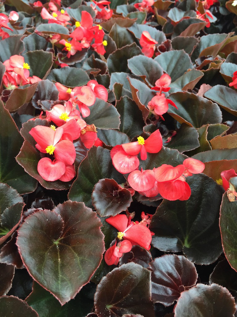 Begonia Bada Boom Scarlet