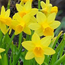 Daffodil Tete a Tete