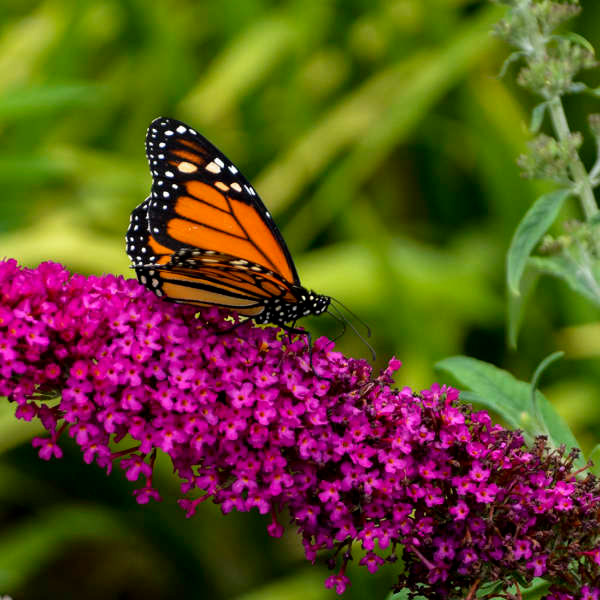 Buddleia Butterfly Bush Queen of Hearts