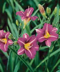 Daylily Mary Reed