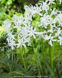 Nerine Bianca Perla