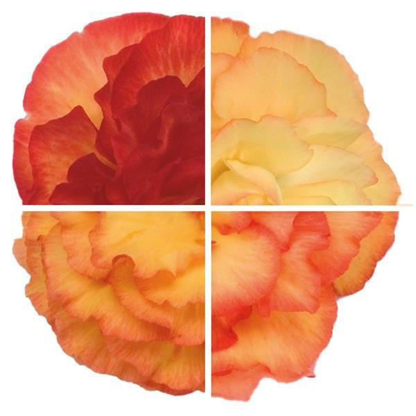 Begonia Non Stop Flame Color Wheel