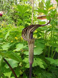 Arisaema Triphyllum Jack-in-the-Pulpit