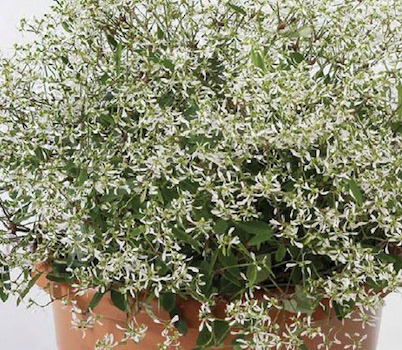 Euphorbia Crystal White
