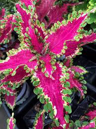 Coleus Electric Eel