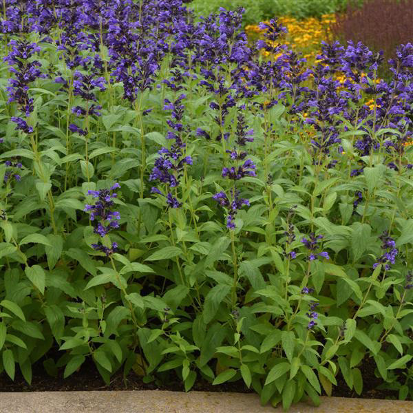 Catnip/Catmint (Nepeta) Prelude Blue