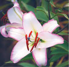 Oriental Lily Hot Line